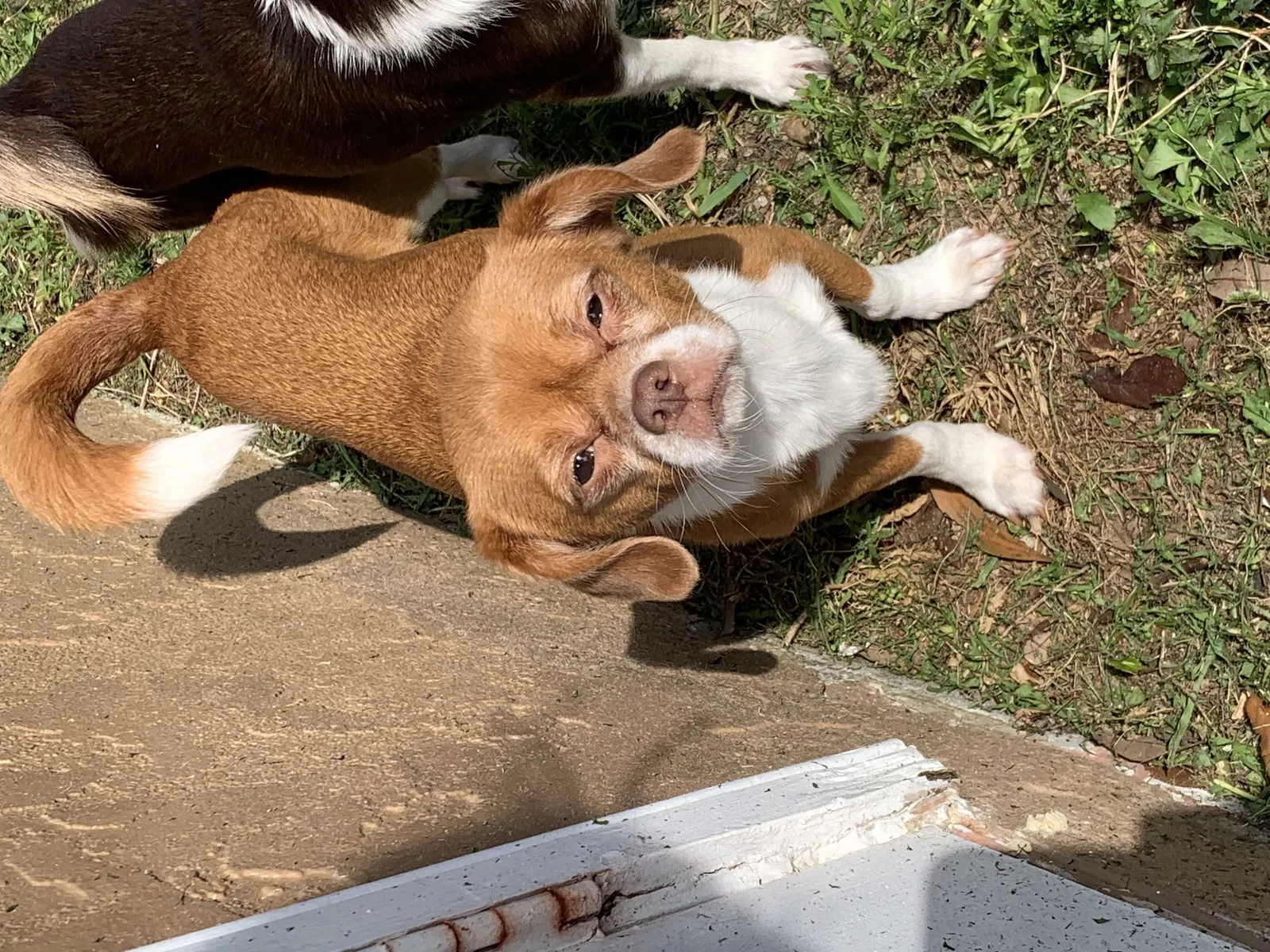 Lost dog in Hawthorne, FL, 32640