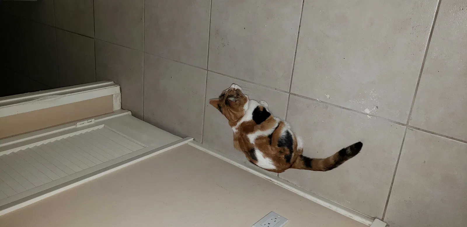 Lost cat in Palm Desert, CA, 92260