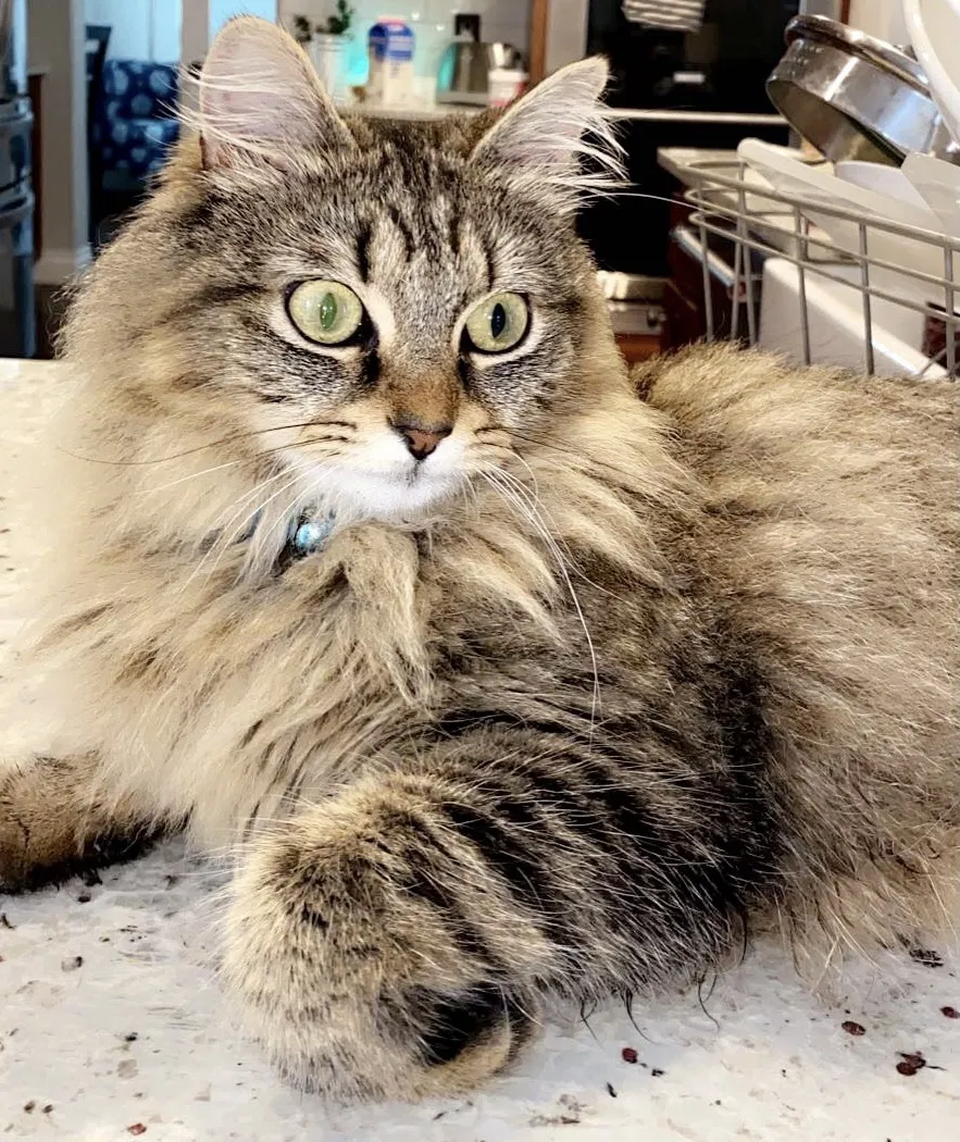 Lost cat in Cedar Park, TX, 78613
