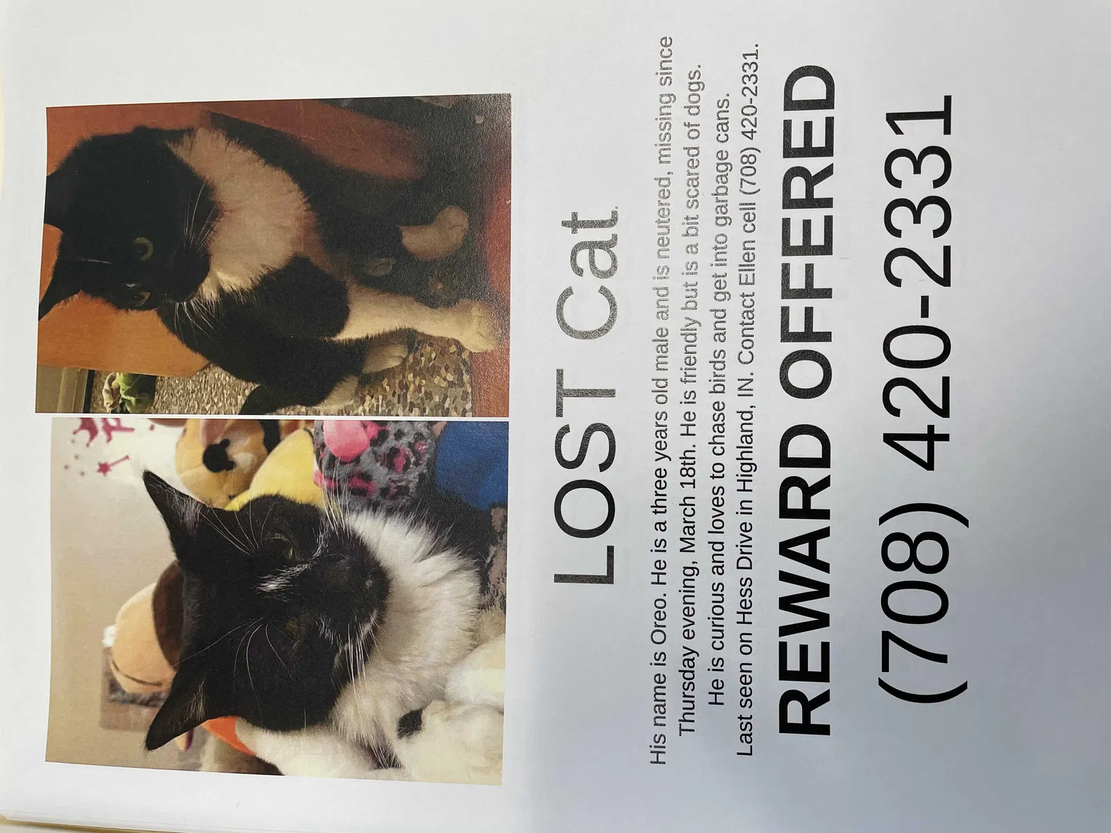 Lost cat in Highland, IN, 46322