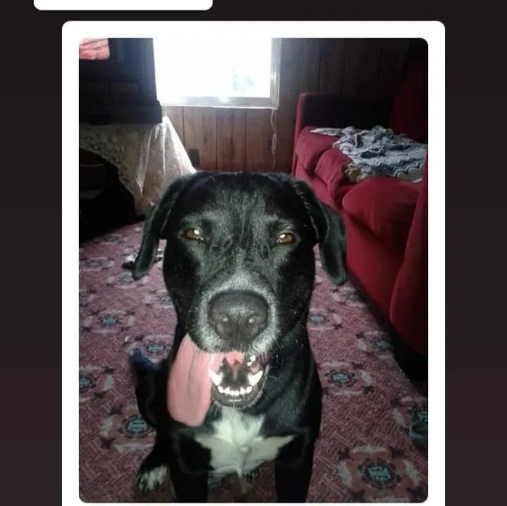 Lost dog in Tampa, FL, 33610