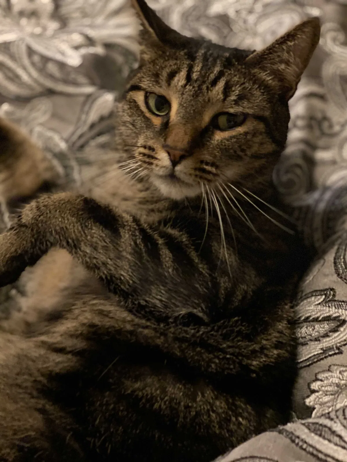 Lost cat in Blackwood, NJ, 8012