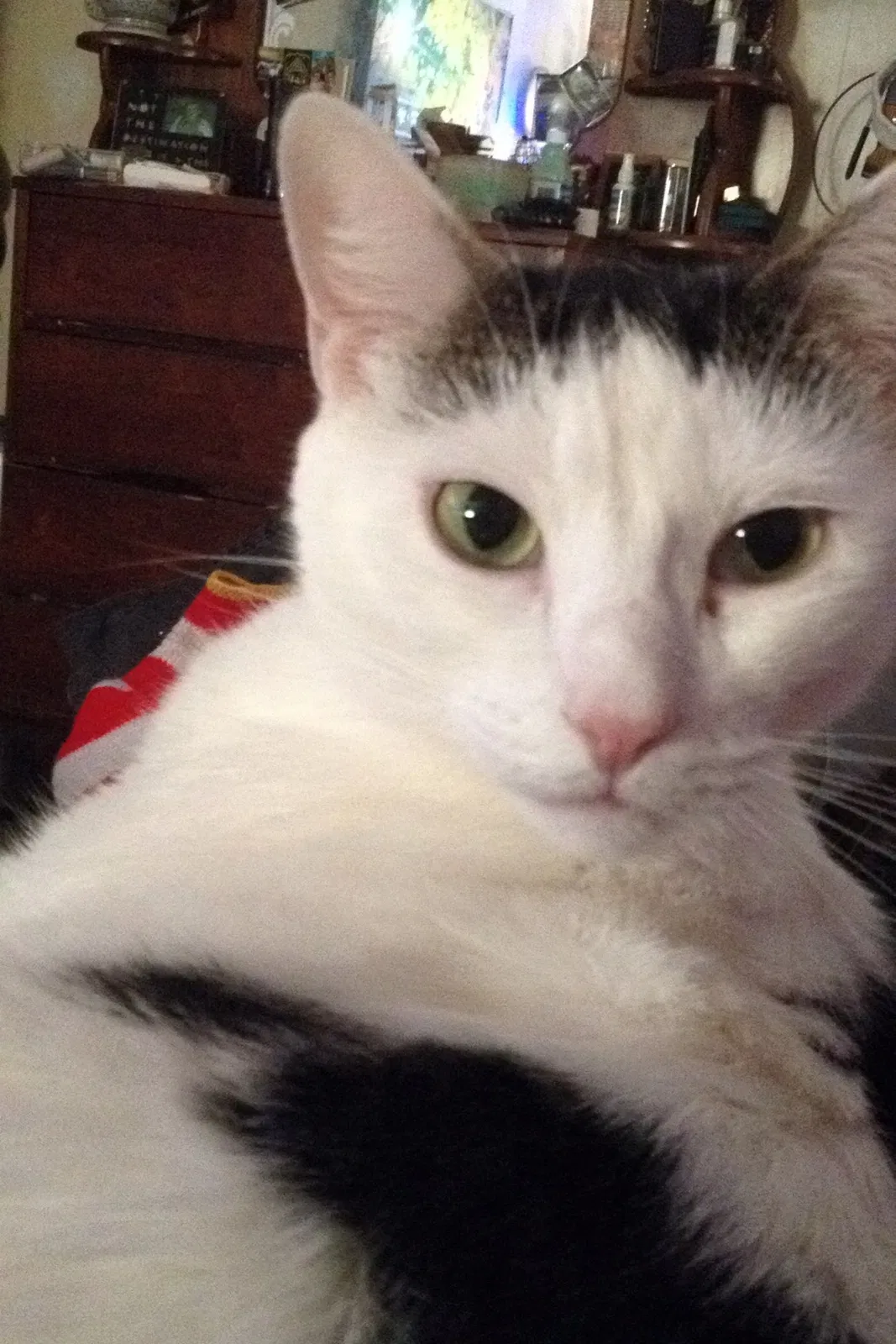 Lost cat in Mableton, GA, 30126