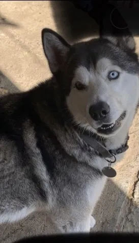 Lost dog in Los Angeles, CA, 90061