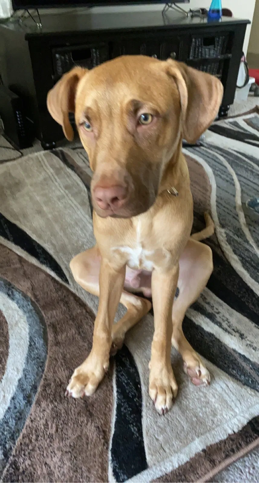 Lost dog in Fort Worth, TX, 76112