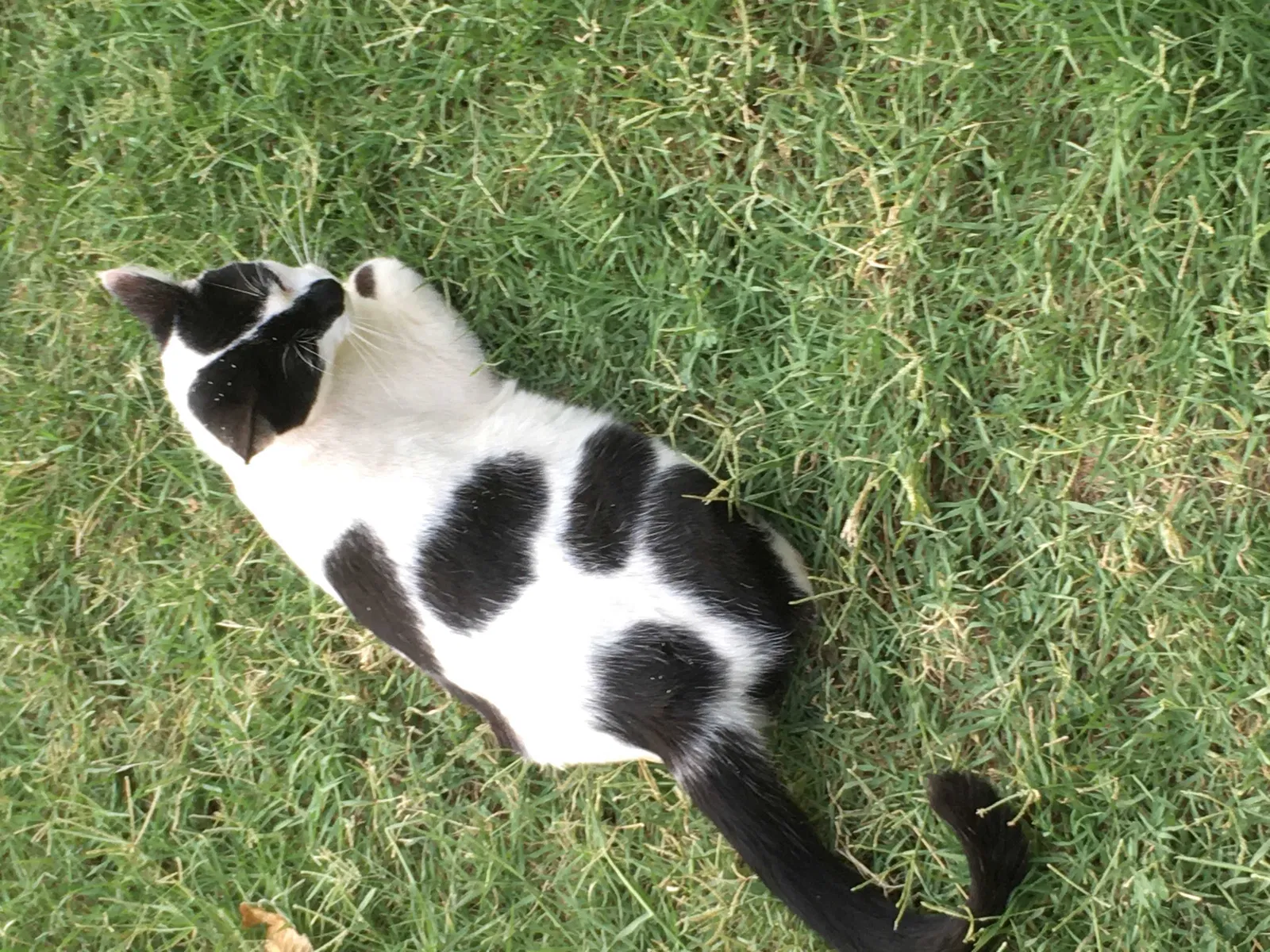 Lost cat in Abilene, TX, 79603