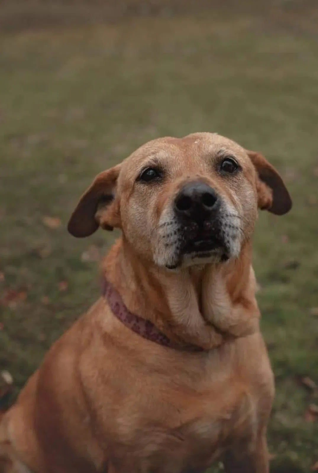 Lost dog in Lancing, TN, 37770