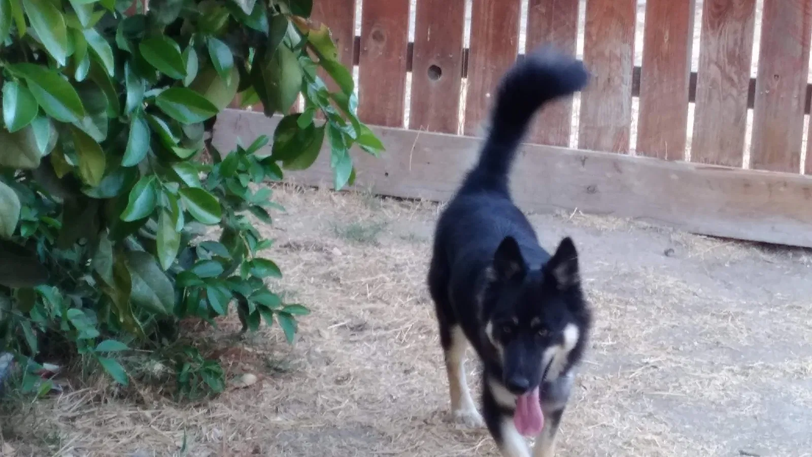 Lost dog in Bakersfield, CA, 93313