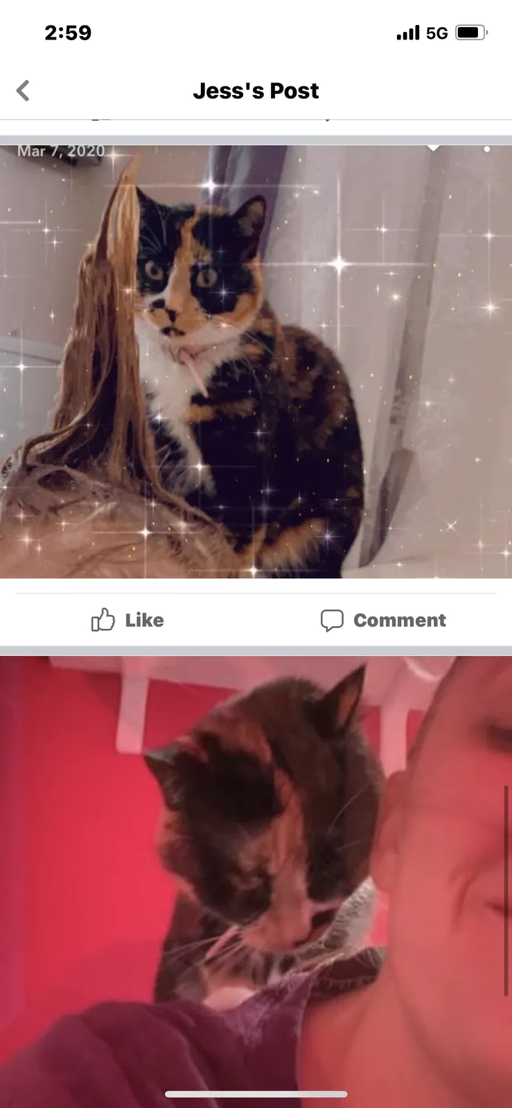 Lost cat in Ogden, UT, 84404