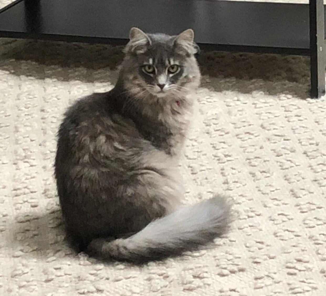 Lost cat in Ridge, NY, 11961