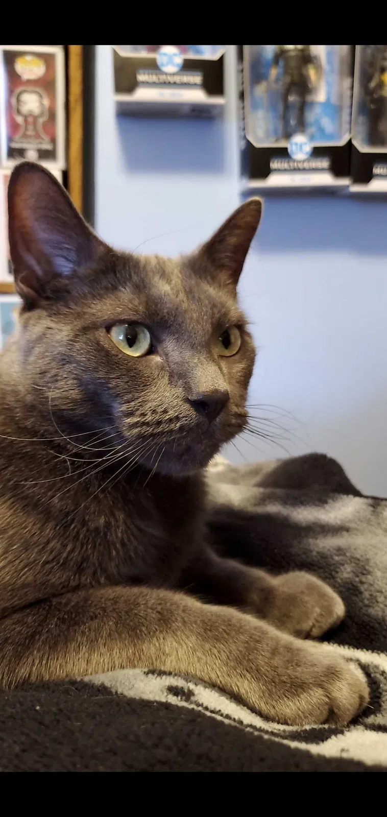 Lost cat in Lansing, MI, 48911