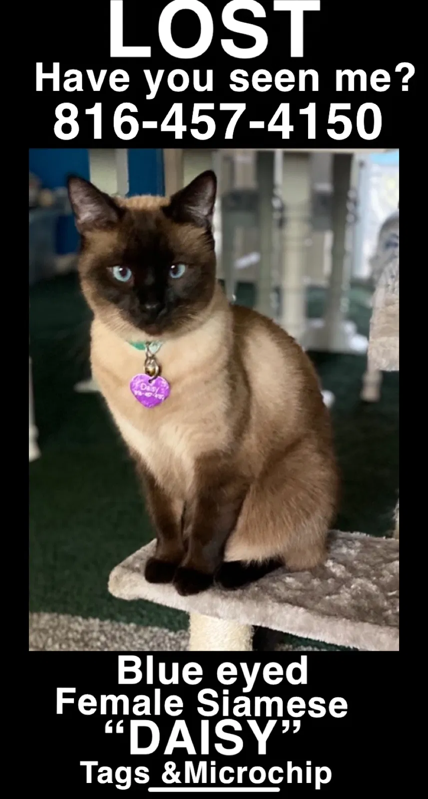 Lost cat in Kansas City, MO, 64152