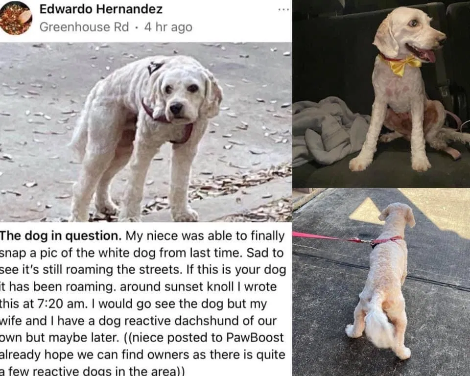 Lost dog in Katy, TX, 77449