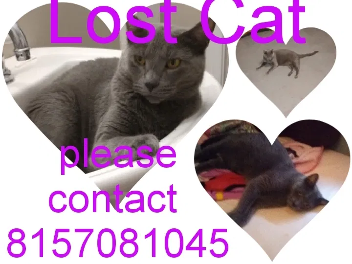 Lost cat in Rockford, IL, 61108