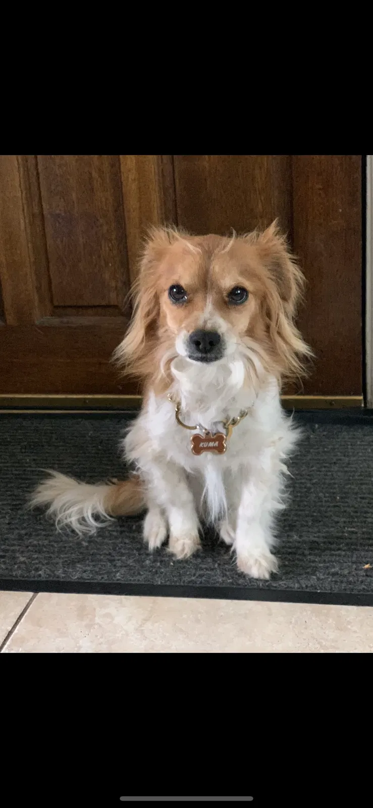 Lost dog in Lakewood, CA, 90715