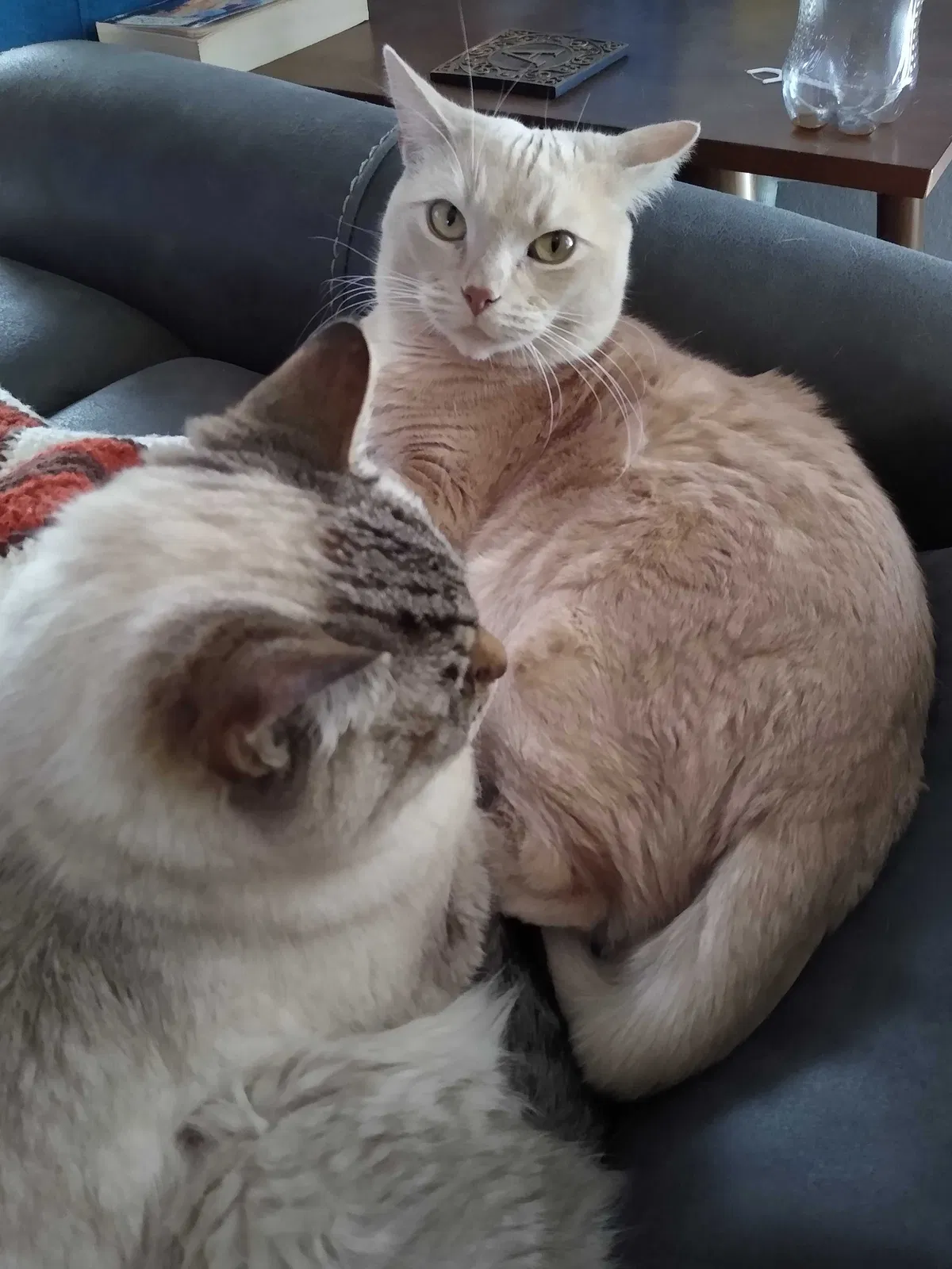 Lost cat in Glendale, AZ, 85302