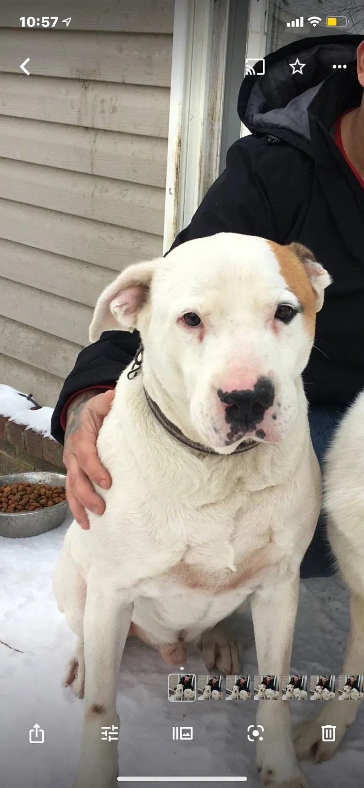 Lost dog in Tomball, TX, 77375