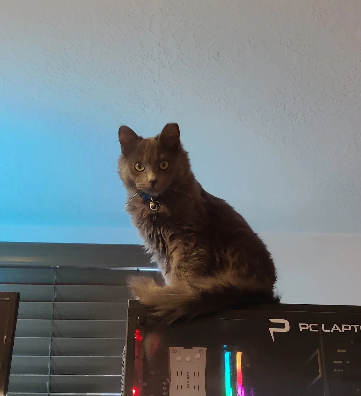 Lost cat in Salt Lake City, UT, 84115