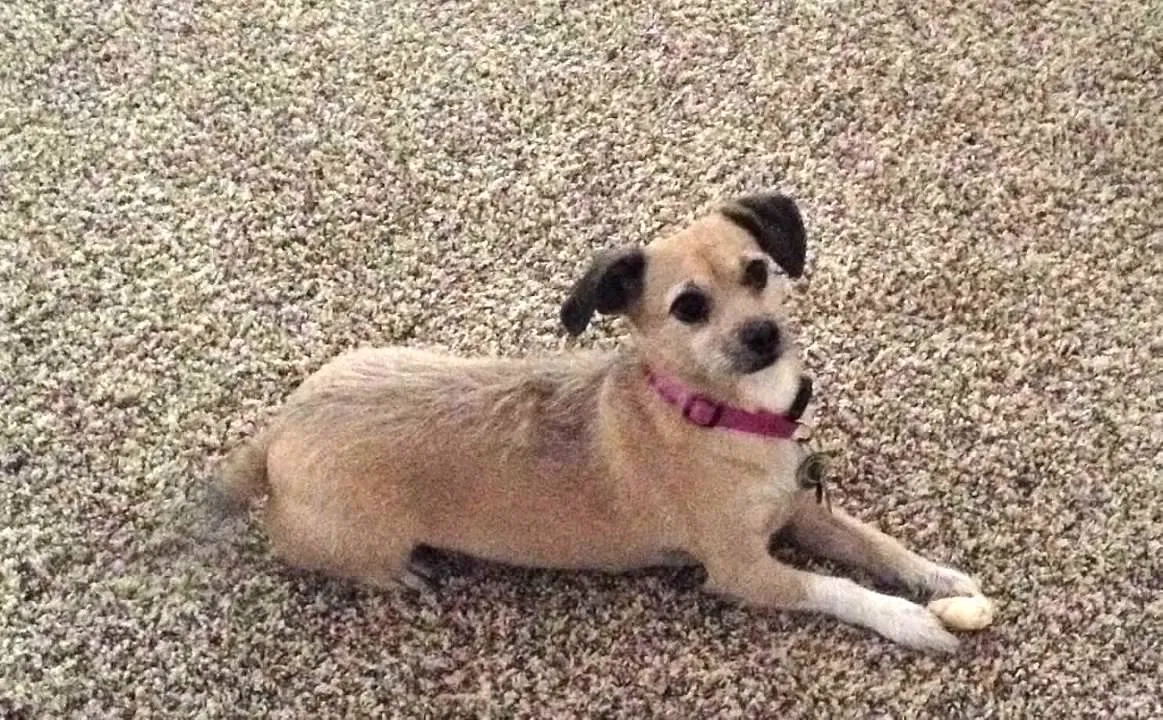 Lost dog in Surprise, AZ, 85379