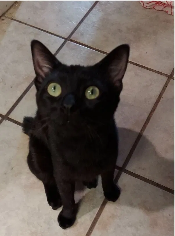 Lost cat in Lake Jackson, TX, 77566