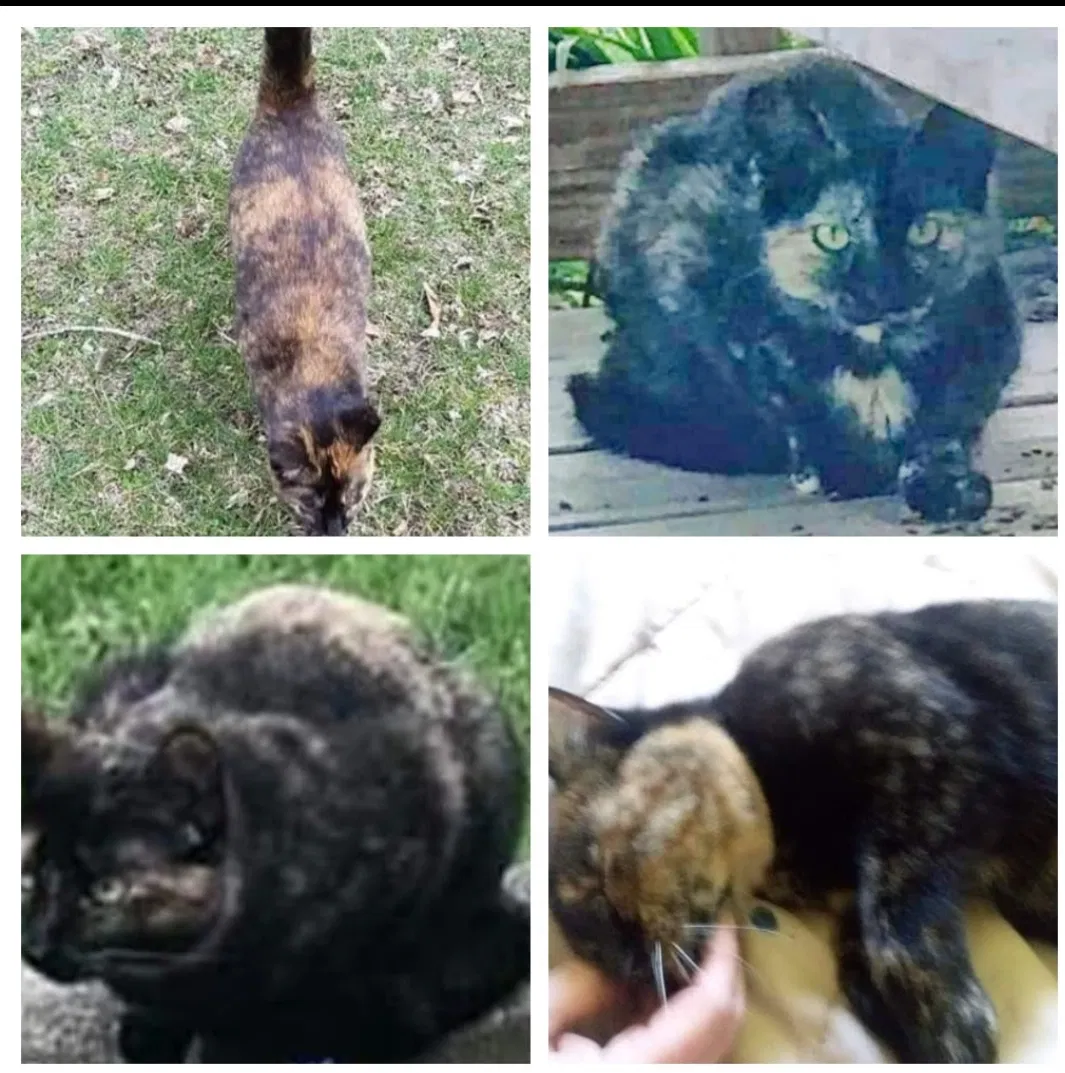 Lost cat in Hartford, MI, 49057