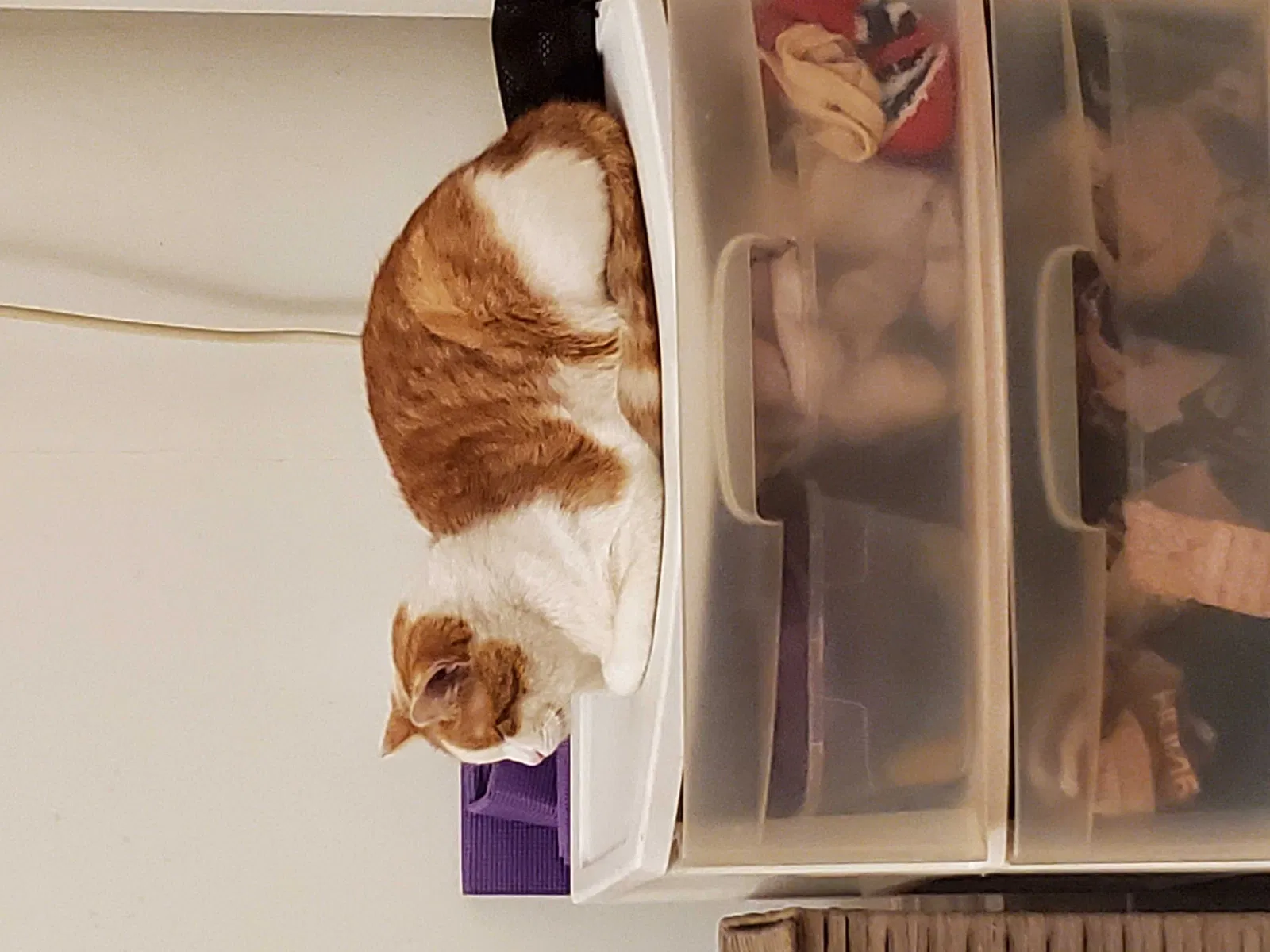 Lost cat in Garden Grove, CA, 92841