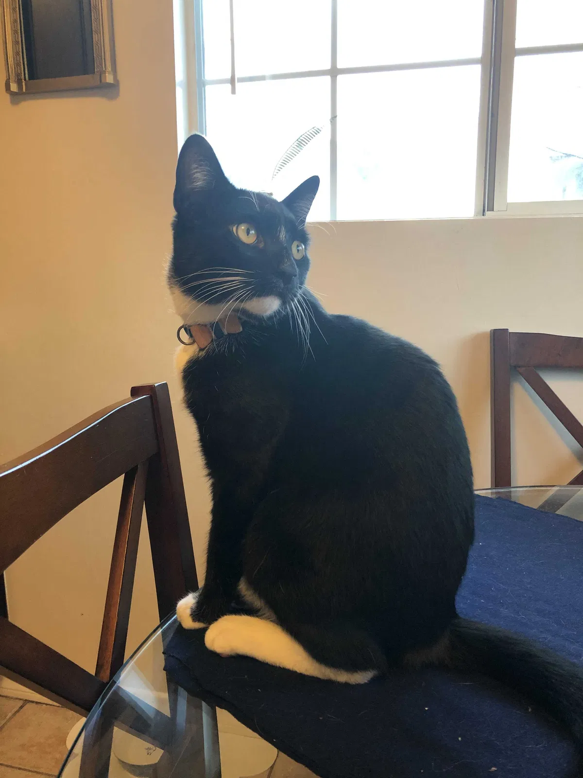 Lost cat in Los Angeles, CA, 90035