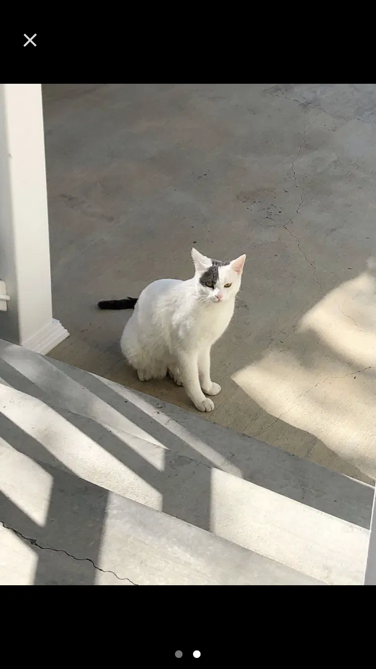 Lost cat in Lomita, CA, 90717