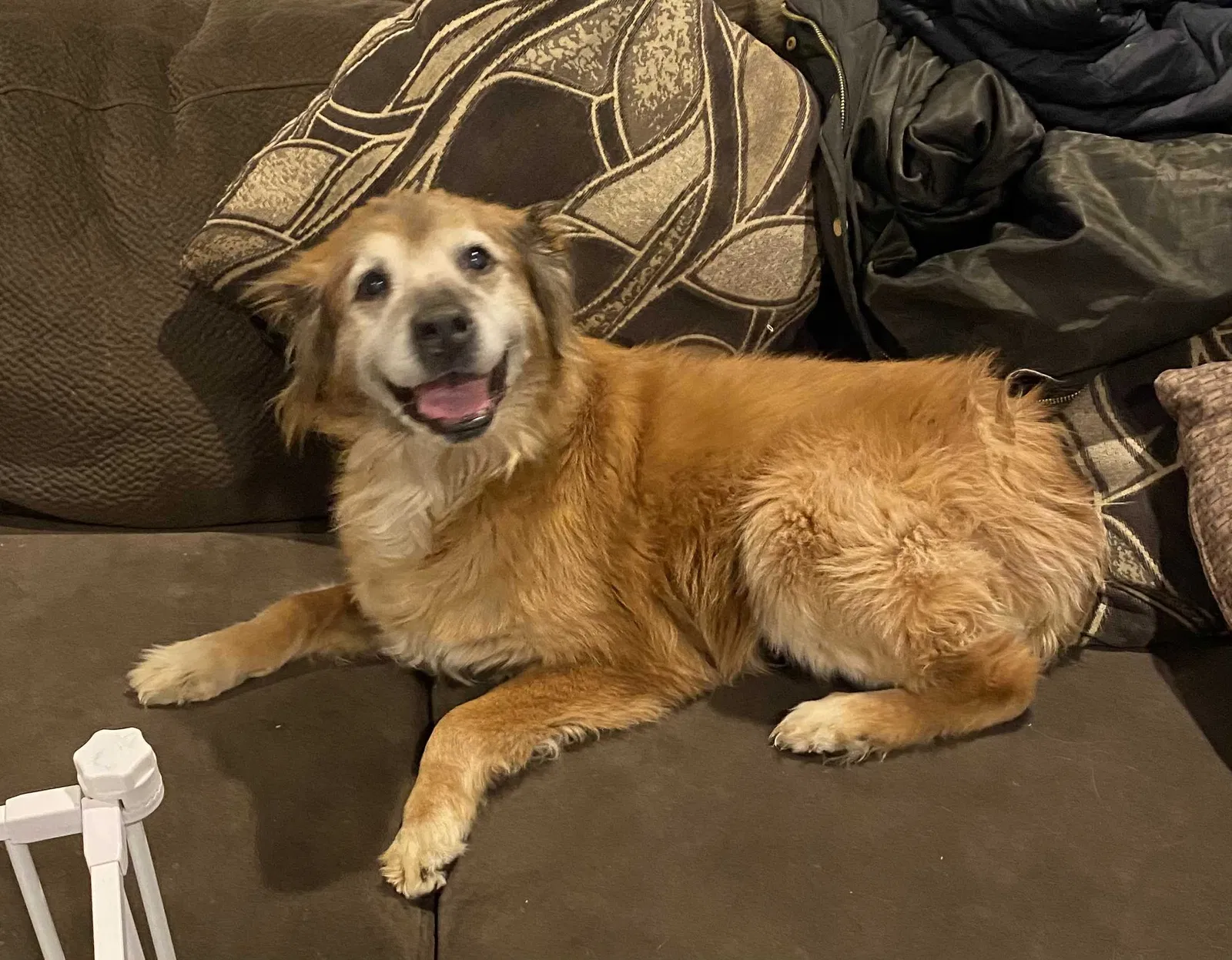 Lost dog in Fort Worth, TX, 76134