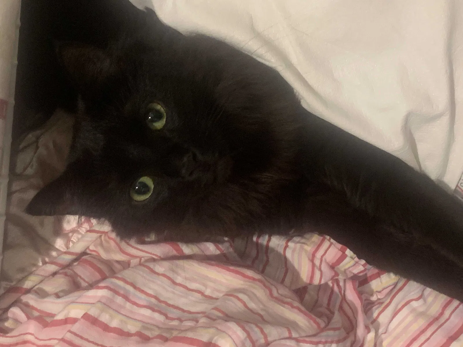 Lost cat in Lake Worth, FL, 33467