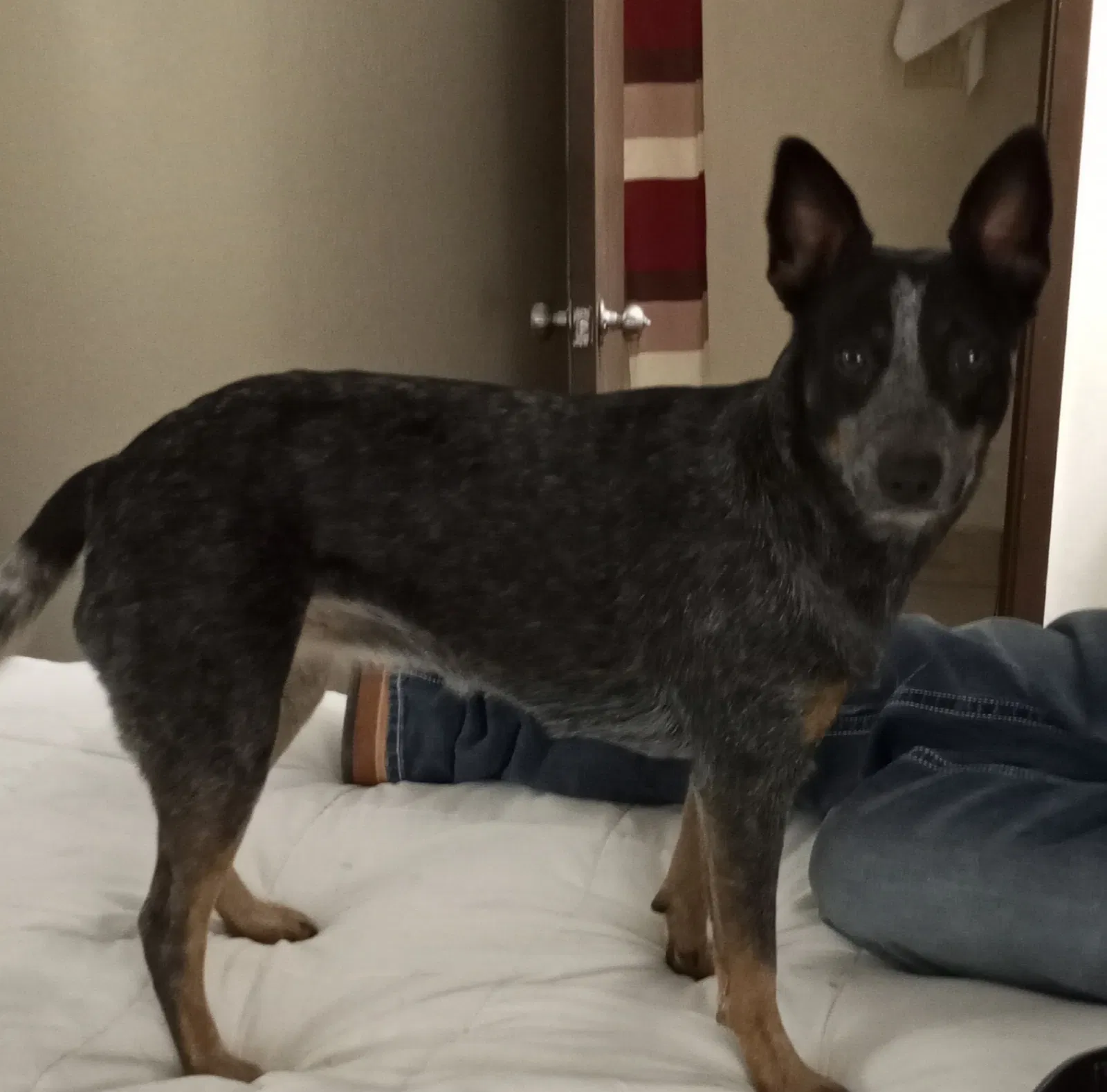 Lost dog in Pflugerville, TX, 78660
