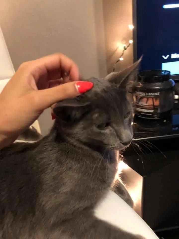 Lost cat in Kalamazoo, MI, 49048
