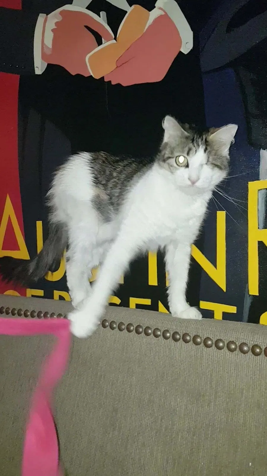 Lost cat in Shreveport, LA, 71115