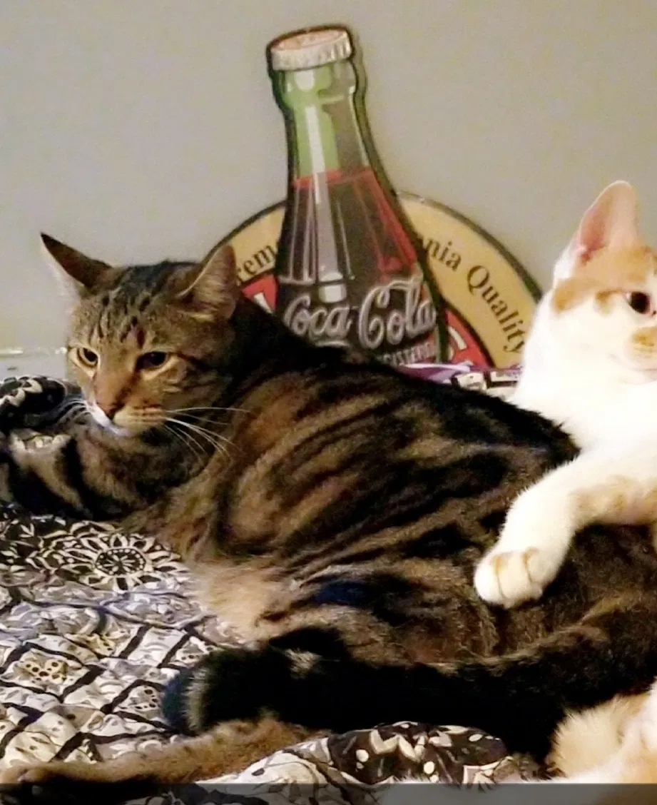 Lost cat in Boynton Beach, FL, 33437