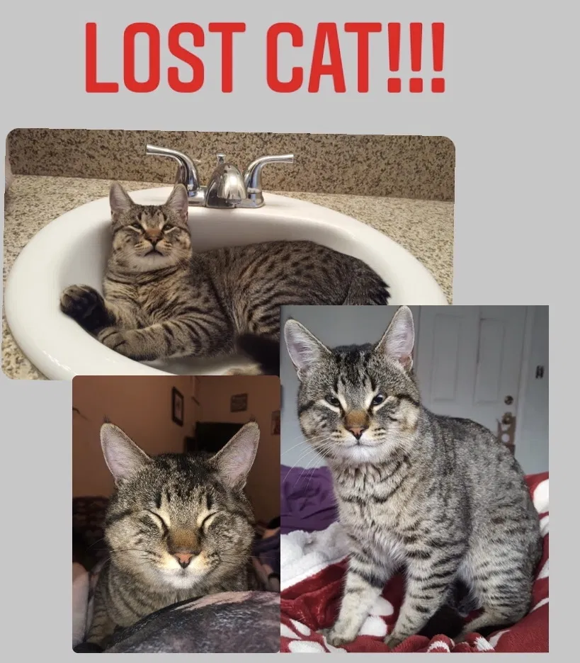 Lost cat in Oxnard, CA, 93033