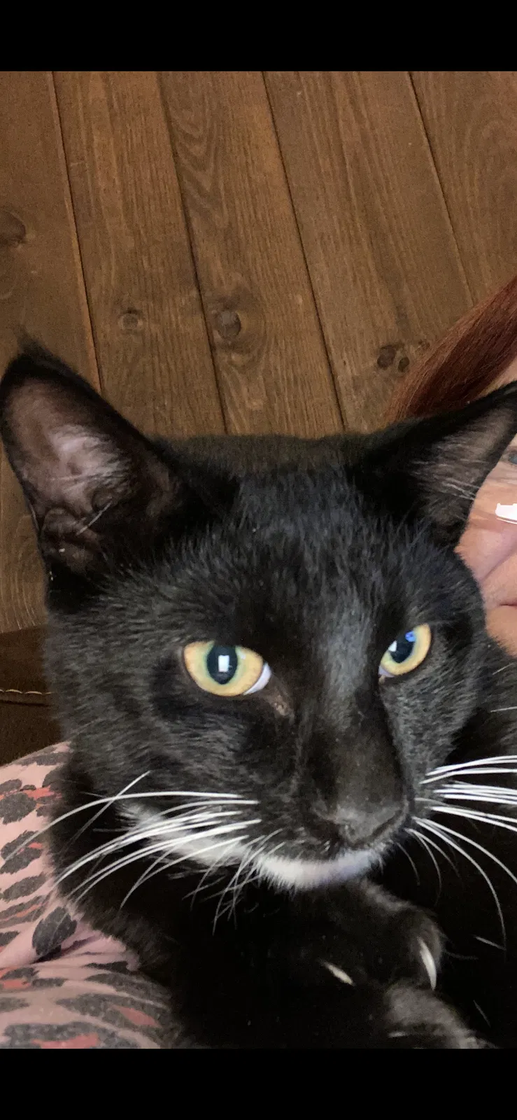Lost cat in Marrero, LA, 70072
