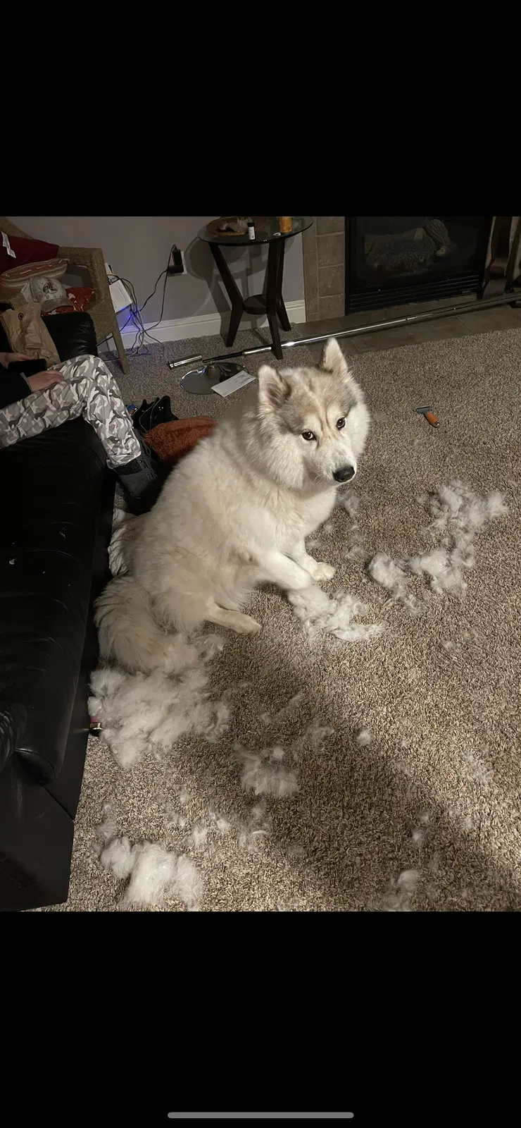 Lost dog in Beaverton, OR, 97006
