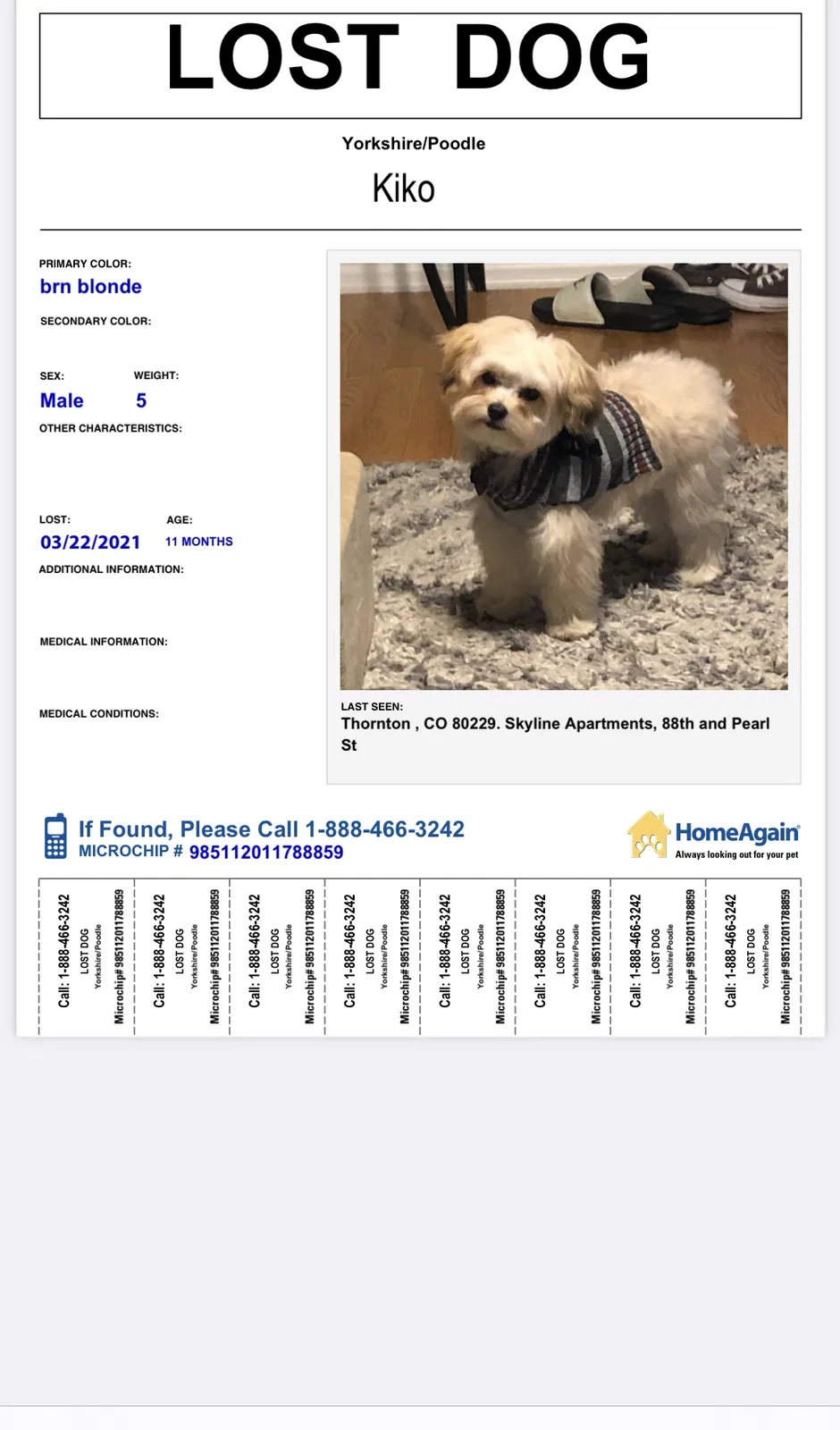 Lost dog in Denver, CO, 80229