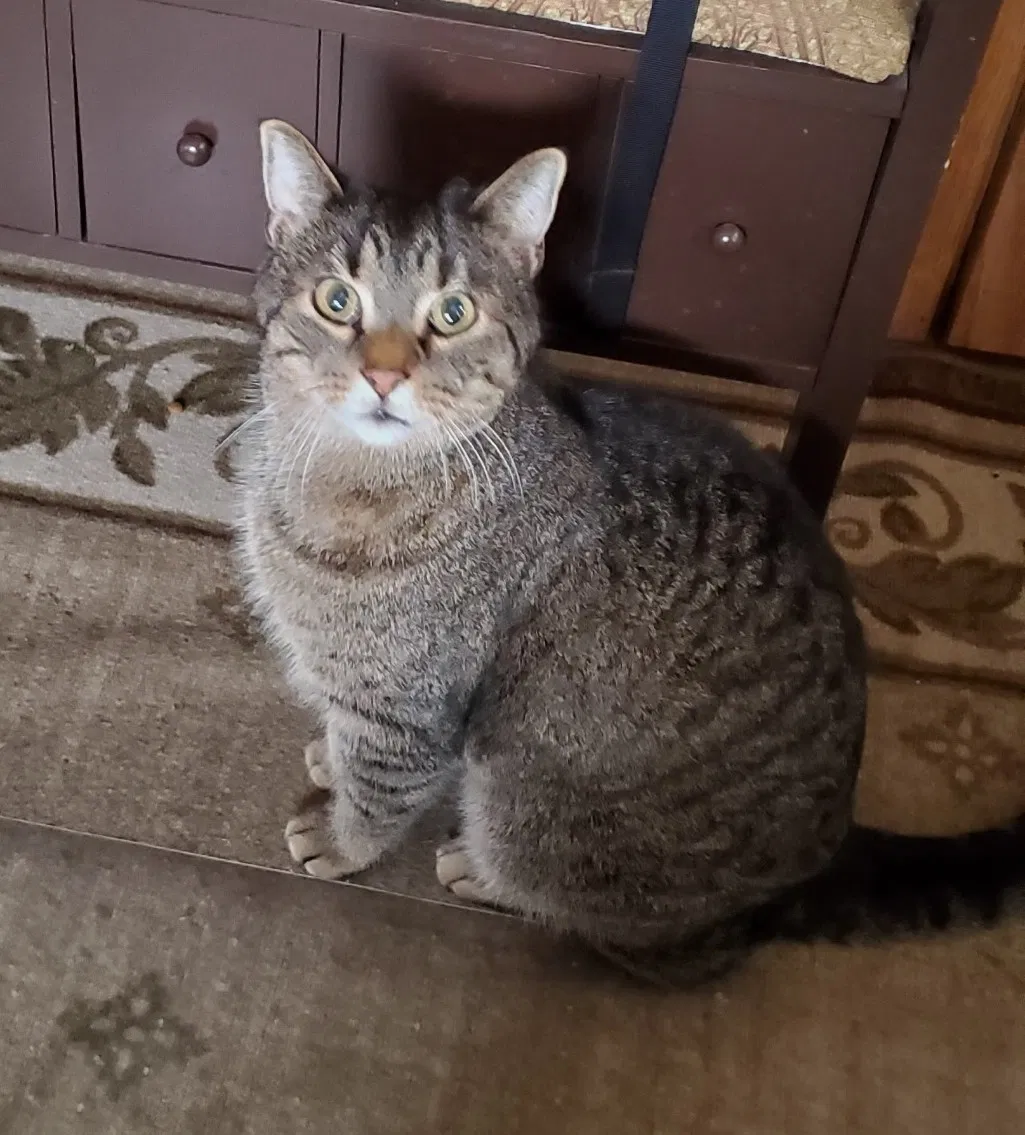 Lost cat in Minneapolis, MN, 55425