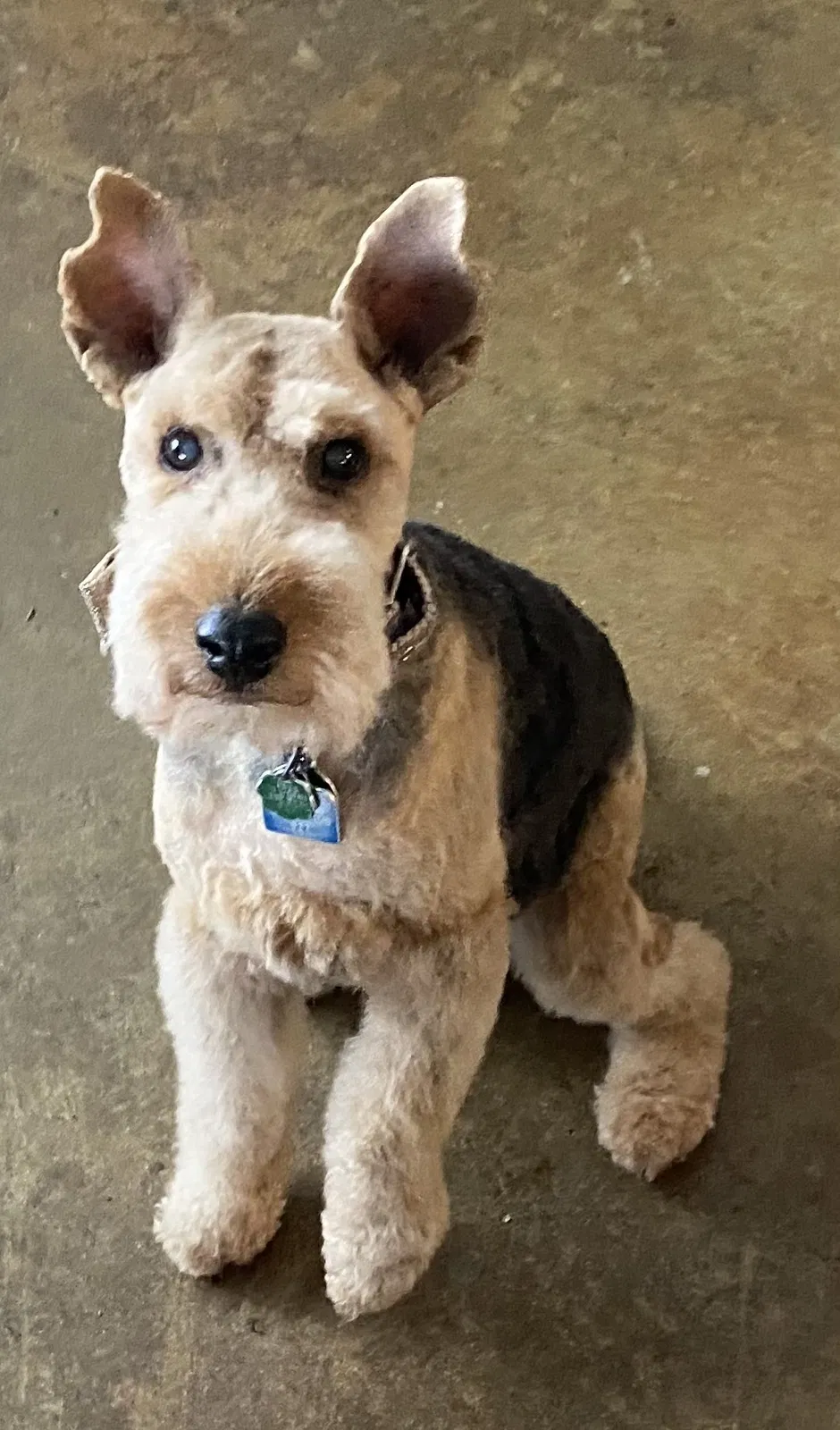 Lost dog in Lake Elmo, MN, 55042