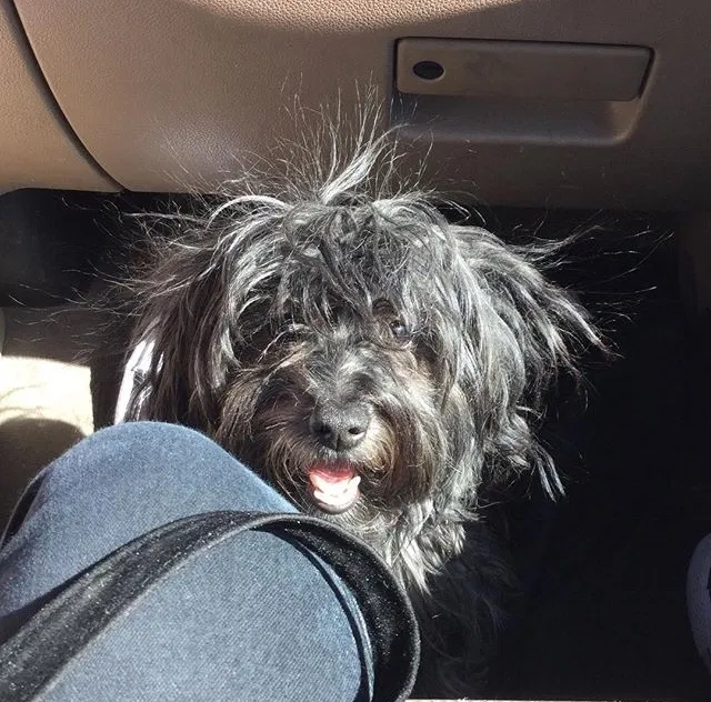 Lost dog in Conifer, CO, 80433