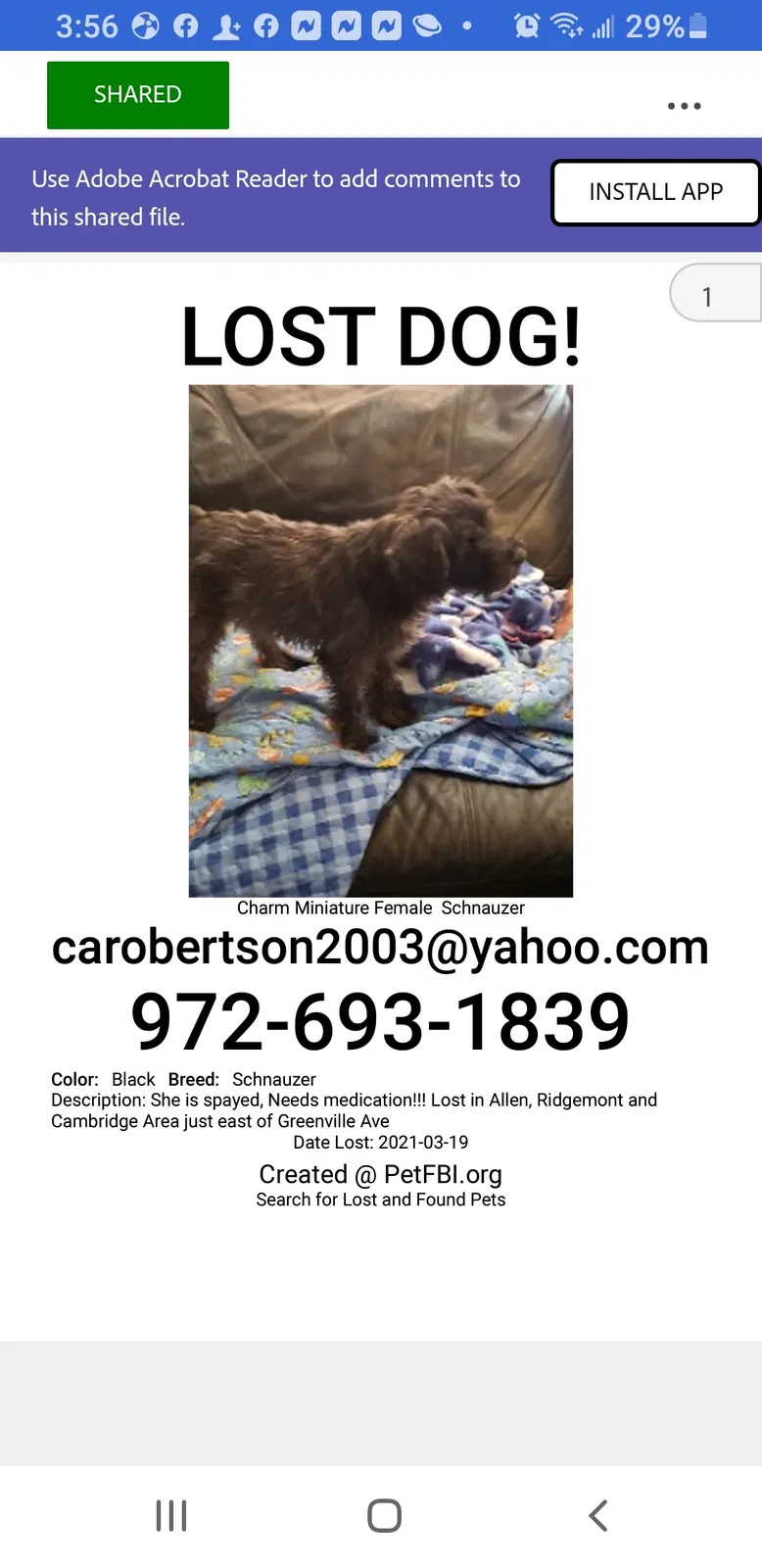 Lost dog in Allen, TX, 75002
