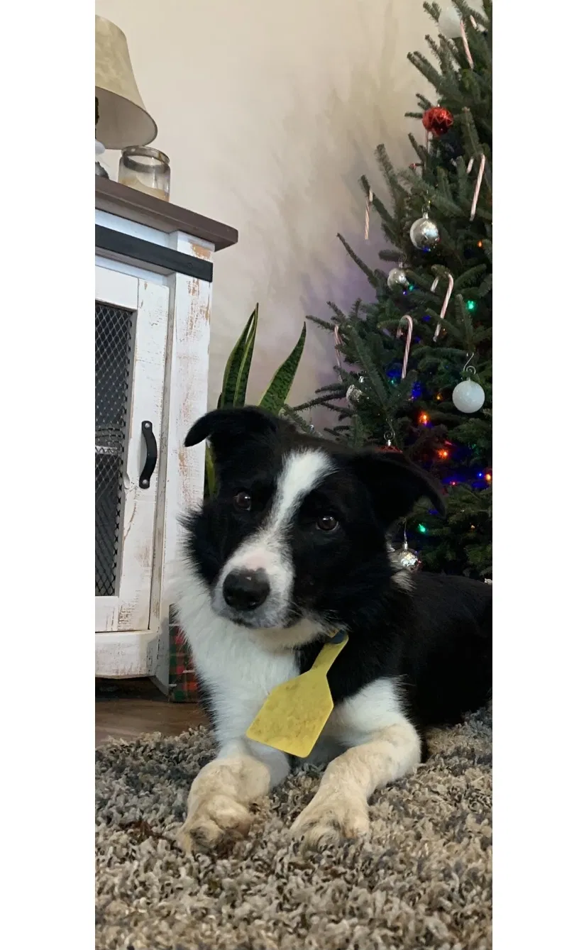 Lost dog in Millsap, TX, 76066
