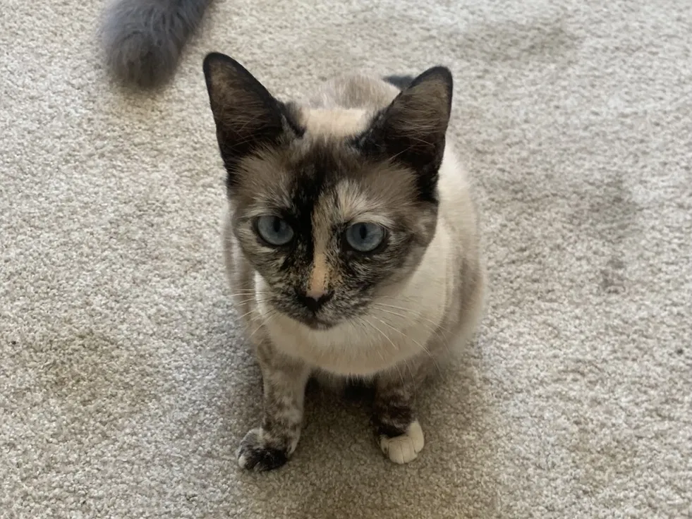 Lost cat in San Clemente, CA, 92672