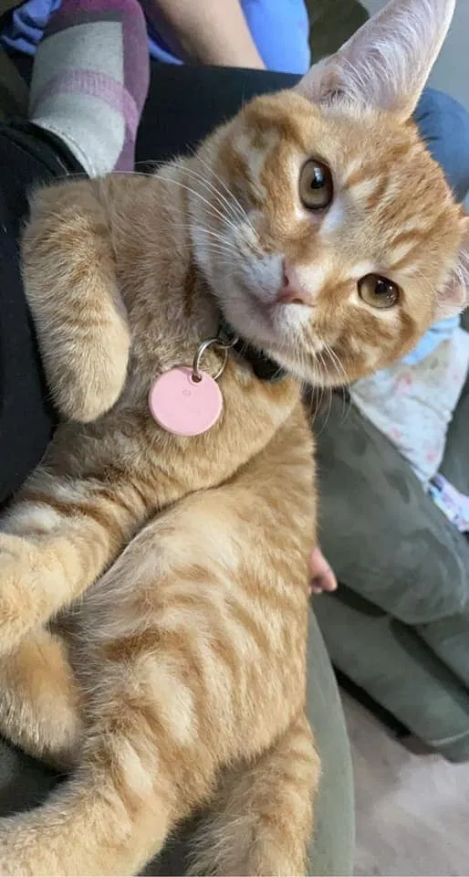Lost cat in Hazel Park, MI, 48030