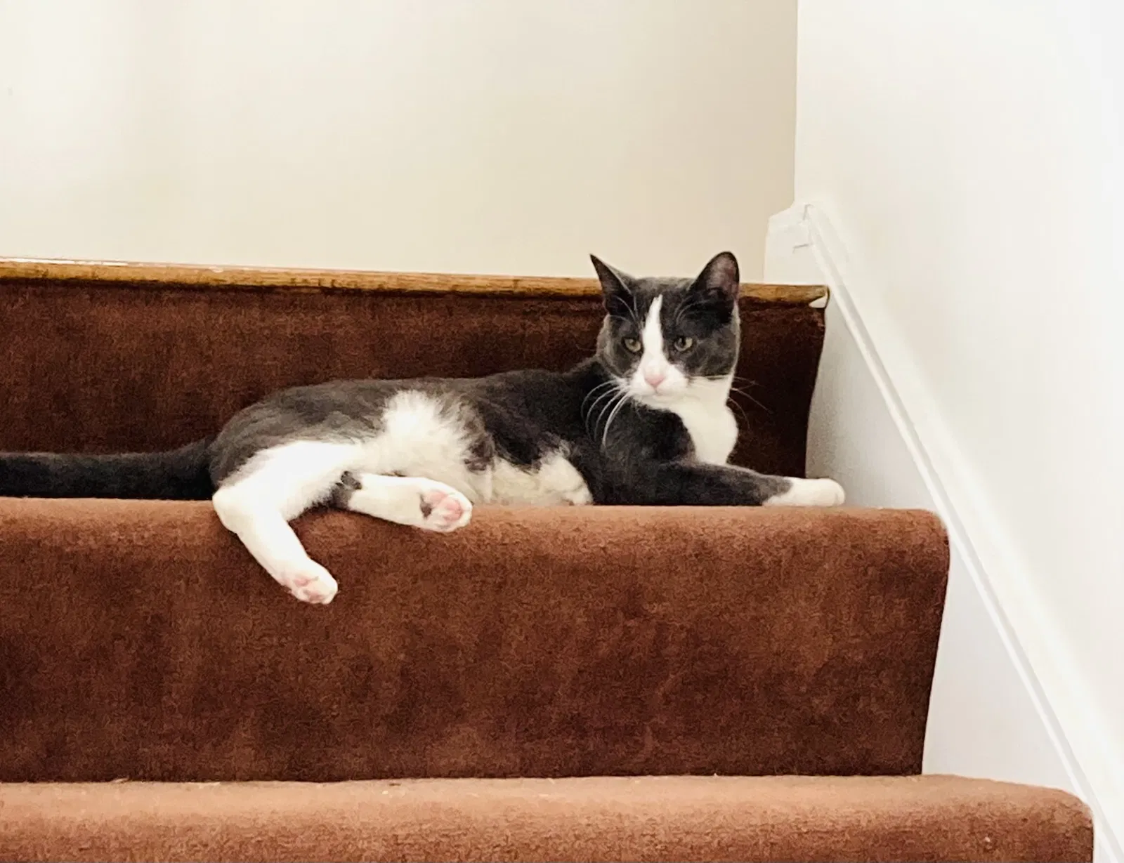 Lost cat in Chicago, IL, 60605
