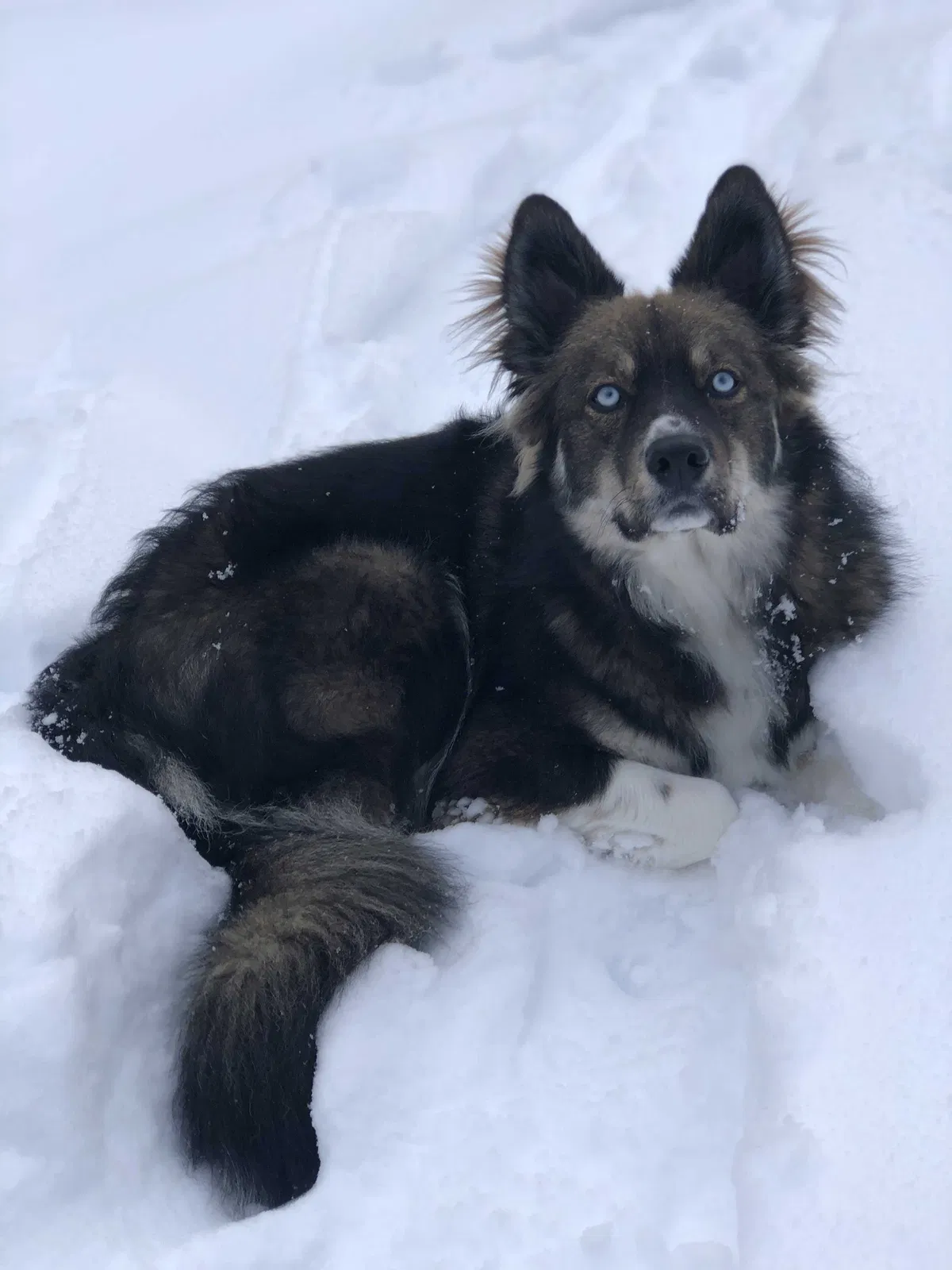 Lost dog in Mass City, MI, 49948