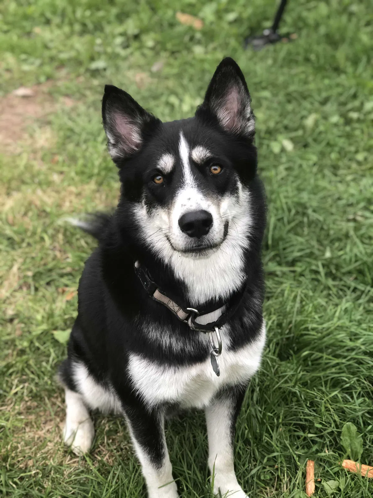 Lost dog in Mass City, MI, 49948
