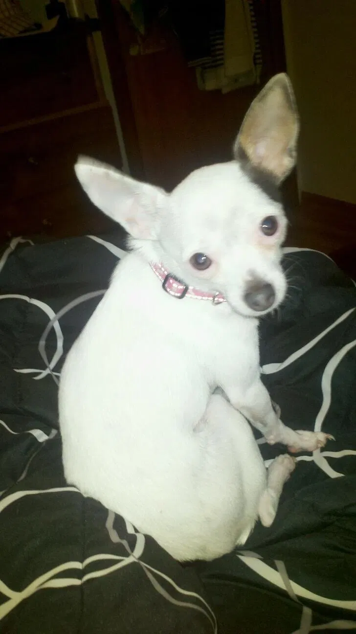 Lost dog in Wichita, KS, 67213