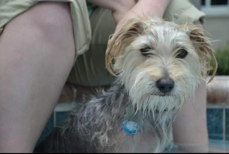 Lost dog in Fort Lauderdale, FL, 33309
